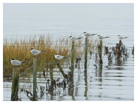 Common Terns