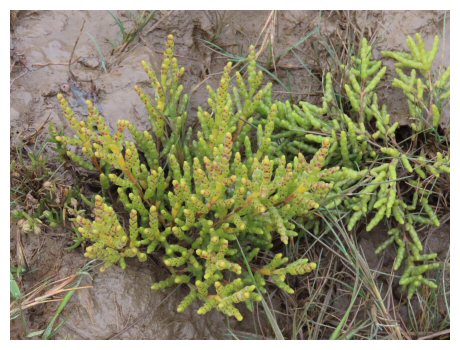 Glasswort