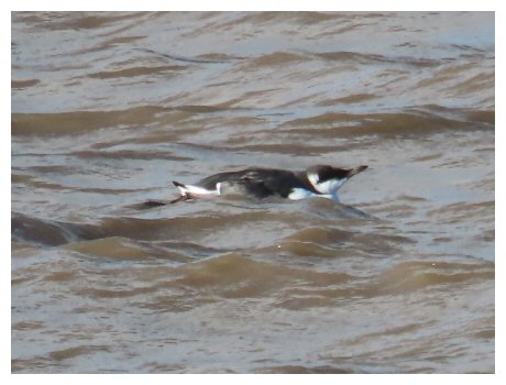 Guillemot