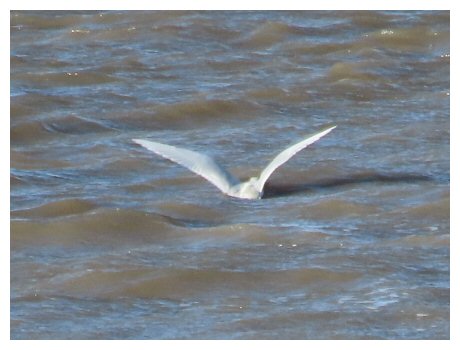 MedGull