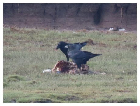Ravens