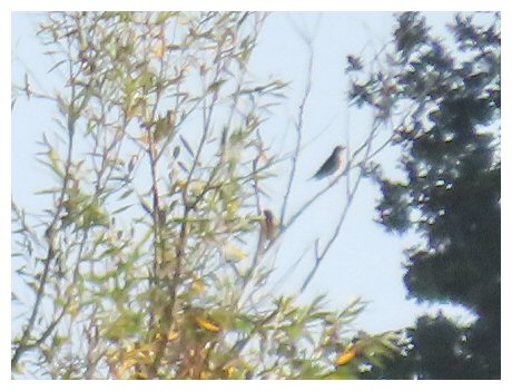 Redwing