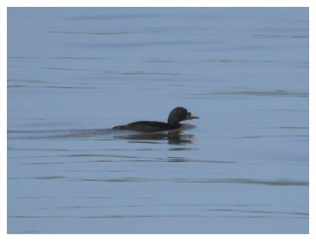 Scoter