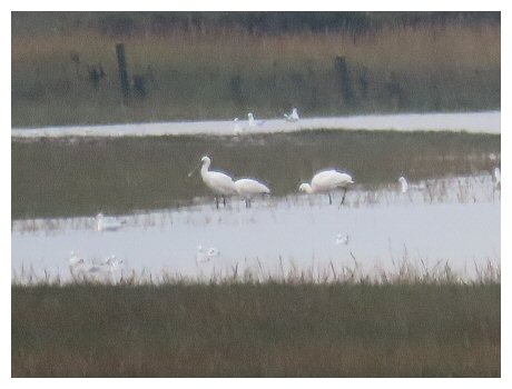 3 Spoonbill feeding
