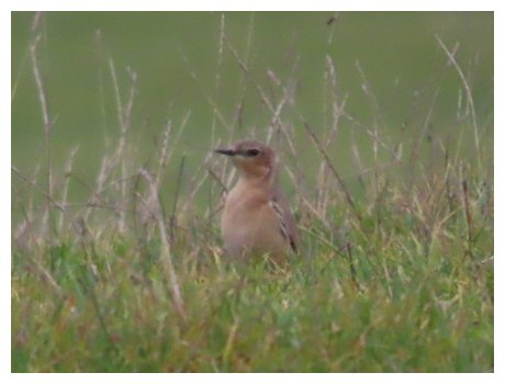 WheatearOct
